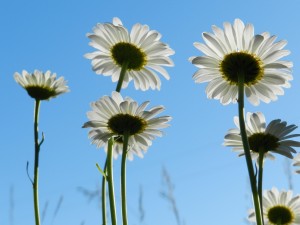 Estadísticas de cantidad de sorteos sin salir