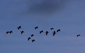 Una catorcena volando