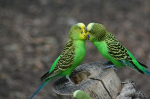 El día de las parejas