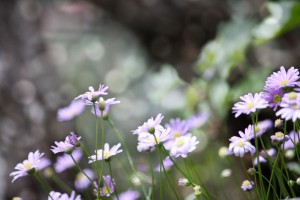 Llegó la primavera, ¿llegarán los ganadores?