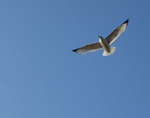 Por fin aires de verano en Noviembre