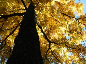 Por fin otoño