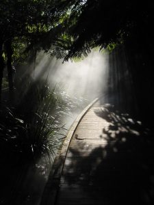 Una luz en el camino